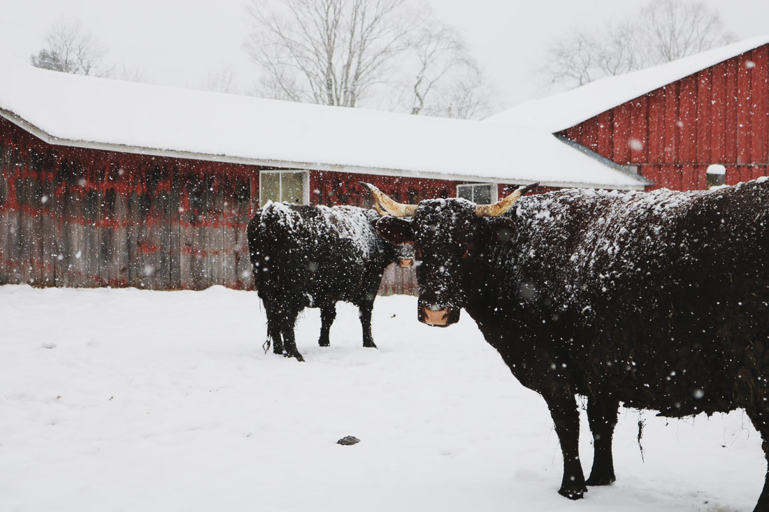 american milking devon cattle at Head Waters Farm in Newbury, Vermont 100% grass fed beef, pasture raised, rotationally grazed